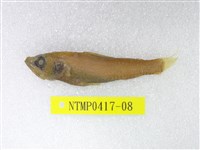 藏品(短鰭新燈籠魚)的圖片